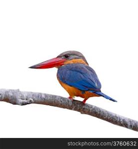 Beautiful Kingfisher bird, Stork-billed Kingfisher (Halcyon capensis), standing on a branch, back profile, isolated on a white background