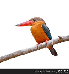 Beautiful Kingfisher bird, Stork-billed Kingfisher (Halcyon capensis), standing on a branch, breast profile, isolated on a white background