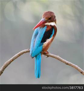 Beautiful Kingfisher bird, White-throated Kingfisher (Halcyon pileata), standing on a branch, back profile