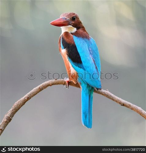 Beautiful Kingfisher bird, White-throated Kingfisher (Halcyon smyrnensis), standing on a branch, back profile