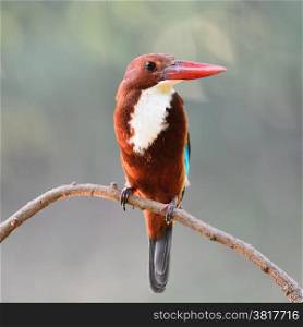 Beautiful Kingfisher bird, White-throated Kingfisher (Halcyon smyrnensis), standing on a branch, breast profile