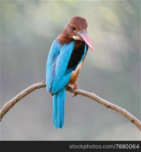 Beautiful Kingfisher blue bird, White-throated Kingfisher (Halcyon smyrnensis), standing on a branch, back profile