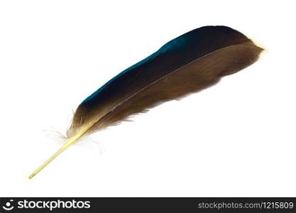 Beautiful Kingfisher feather isolated on white background
