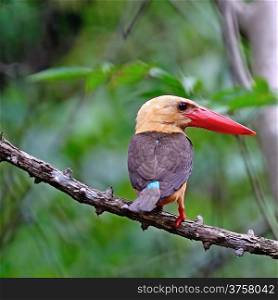 Beautiful Kingfisher, male Brown-winged Kingfisher (Pelargopsis amauroptera) posting on a branch, found in the south of Thailand