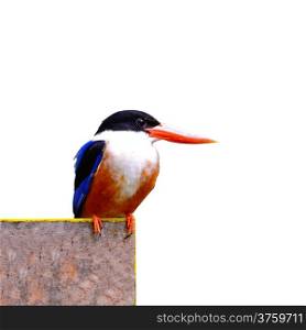 Beautiful Kingfisherl bird, Black-capped Kingfisher (Halcyon pileata) on a branch, breast profile, isolated on a white background