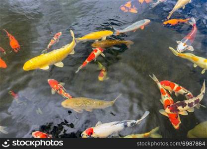 Beautiful koi fish swimming in pond of a fishery. Colorful koi fish swimming in pond of a fishery