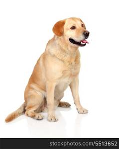 Beautiful Labrador retriever adult isolated on white background