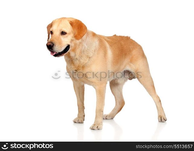 Beautiful Labrador retriever adult isolated on white background