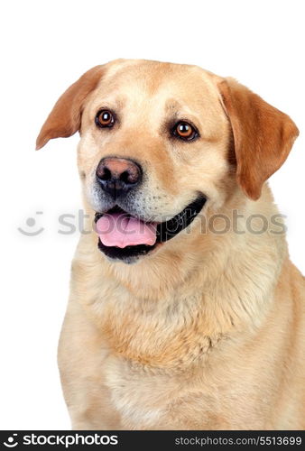 Beautiful Labrador retriever adult isolated on white background