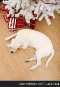 Beautiful Labrador retriever on Christmas day lying on the floor
