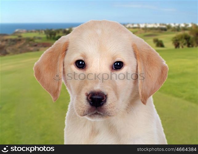 Beautiful Labrador retriever puppy in the field