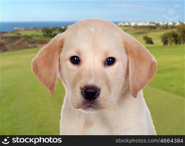 Beautiful Labrador retriever puppy in the field