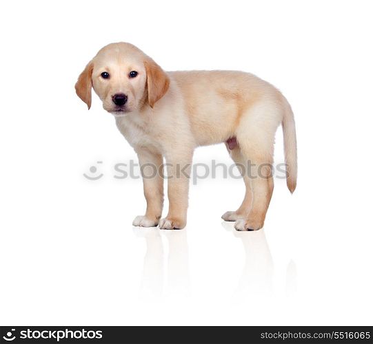 Beautiful Labrador retriever puppy isolated on white background