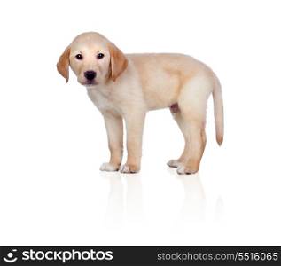 Beautiful Labrador retriever puppy isolated on white background