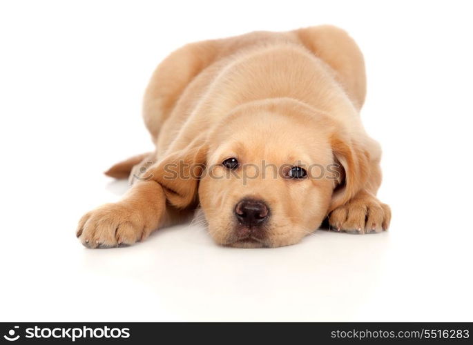 Beautiful Labrador retriever puppy isolated on white background