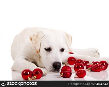 Beautiful Labrador retriever surrounded by Christmas balls, isolated on white background