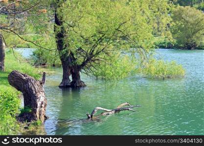 beautiful lake and spring tree in water