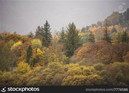 Beautiful Lake District landscape image of vibrant Autumn woodlands with mountain ranges in background