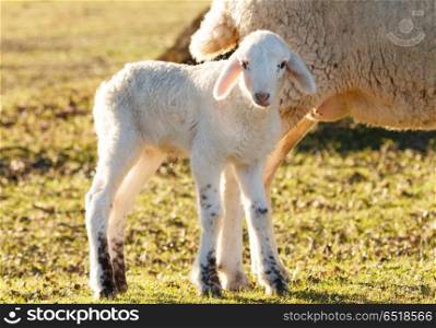 Beautiful lamb in the landscape. Beautiful lamb next to its mother in the landscape