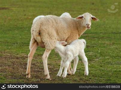 Beautiful lamb in the landscape. Beautiful lamb next to its mother in the landscape