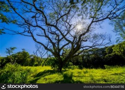 beautiful land scape of big rain tree plant on green grass field and sun shine on blue sky use for natural background,