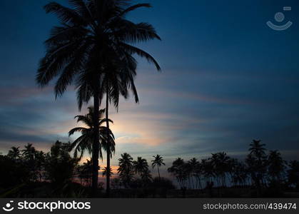 Beautiful landscape a palm tree a sunset in India