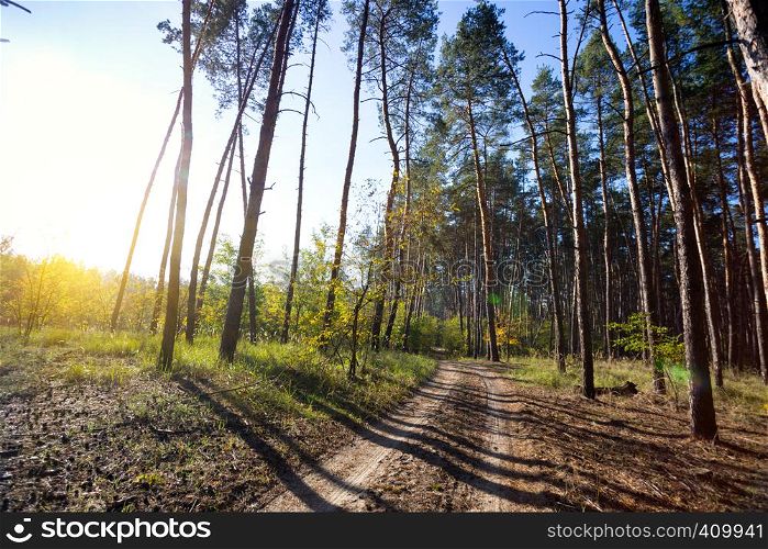 beautiful landscape and nature walks. beautiful autumn pine forest and blue sky in the early morning