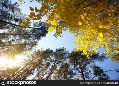 beautiful landscape and nature walks. beautiful pine forest against the background of the blue sky