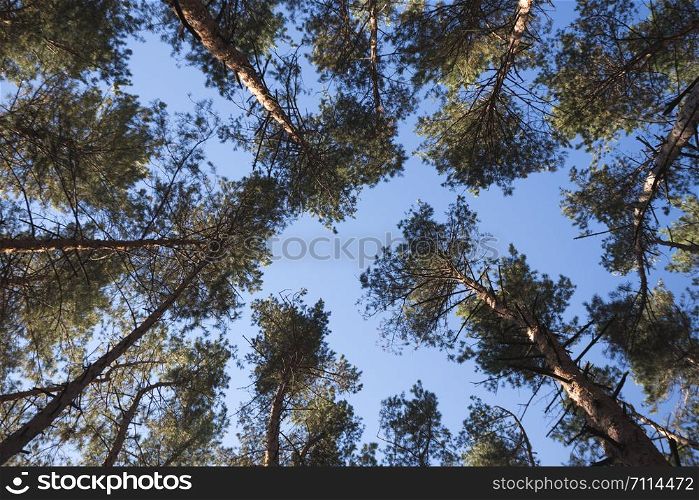 beautiful landscape and nature walks. beautiful pine forest against the background of the blue sky