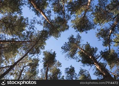 beautiful landscape and nature walks. beautiful pine forest against the background of the blue sky