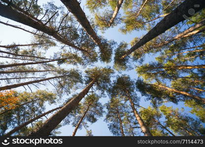 beautiful landscape and nature walks. beautiful pine forest against the background of the blue sky