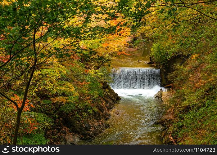 Beautiful landscape at Naruko Gorge with the colorful foliage of autumn season and the flow of clear natural stream in Naruko City, Miyagi Prefecture, Japan.