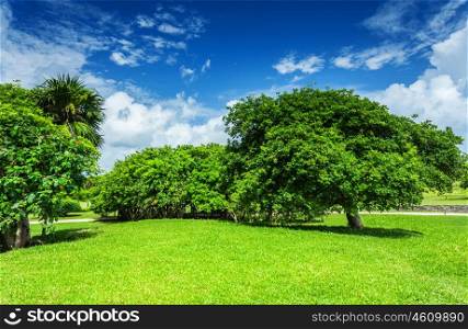 Beautiful landscape, blue cloudy sky, green grass field, leafy trees, sunny day, good weather, spring nature concept