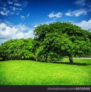 Beautiful landscape, blue cloudy sky, green grass field, leafy trees, sunny day, good weather, summer season concept&#xA;