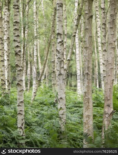 Beautiful landscape forest image of silver birch tress receding into the distance wth shallow depth of field