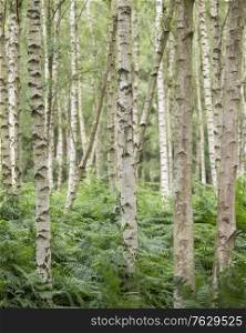 Beautiful landscape forest image of silver birch tress receding into the distance wth shallow depth of field