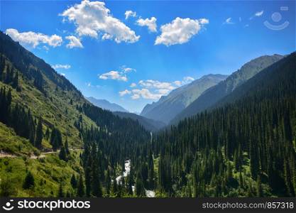 Beautiful landscape forest with rocks, fir trees and blue sky in mountains of Kyrgyzstan. Peaceful outdoor scene.