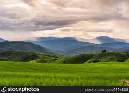 Beautiful Landscape green rice terraces field in Pa Pong Pieng, Chiangmai Thailand