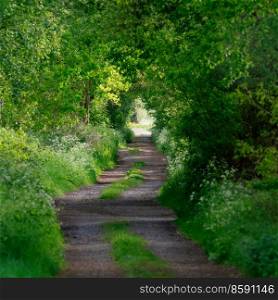 Beautiful landscape image looking along path through lush green forest in Spring sunshine with shallow depth of field