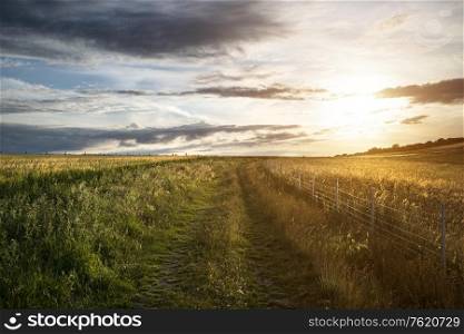 Beautiful landscape image of agricultural English countryside during warm late afternoon Summer light