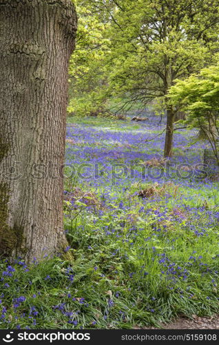 Beautiful landscape image of blubell woods in English countryside in Spring