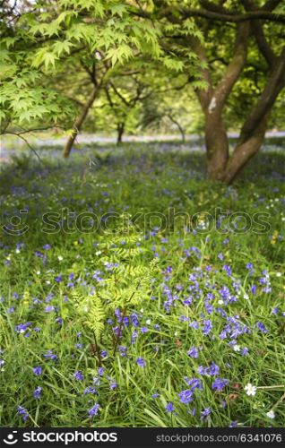 Beautiful landscape image of blubell woods in English countryside in Spring