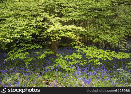 Beautiful landscape image of blubell woods in English countryside in Spring