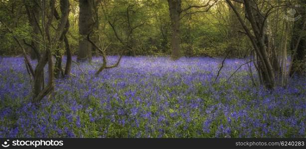 Beautiful landscape image of bluebell forest in Spring