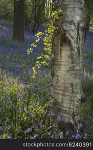 Beautiful landscape image of bluebell forest in Spring