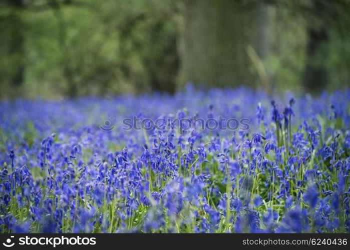 Beautiful landscape image of bluebell forest in Spring