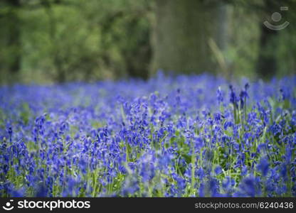 Beautiful landscape image of bluebell forest in Spring