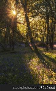 Beautiful landscape image of bluebell forest in Spring