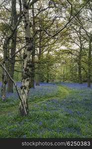 Beautiful landscape image of bluebell forest in Spring