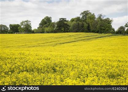 Beautiful landscape image of field of rapeseed canola in Spring